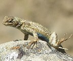 dune-sagebrush-lizard.jpeg