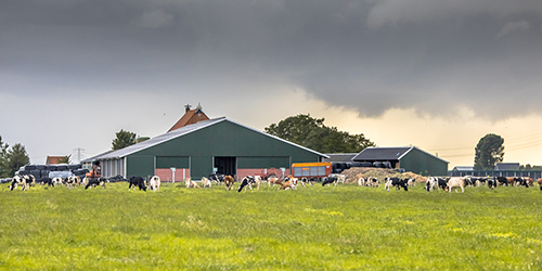livestock farm