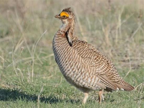 prairie chicken