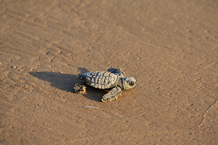 sea turtle