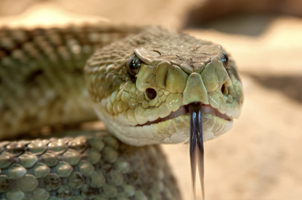 snake